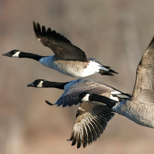 Week 12: Taking Flight