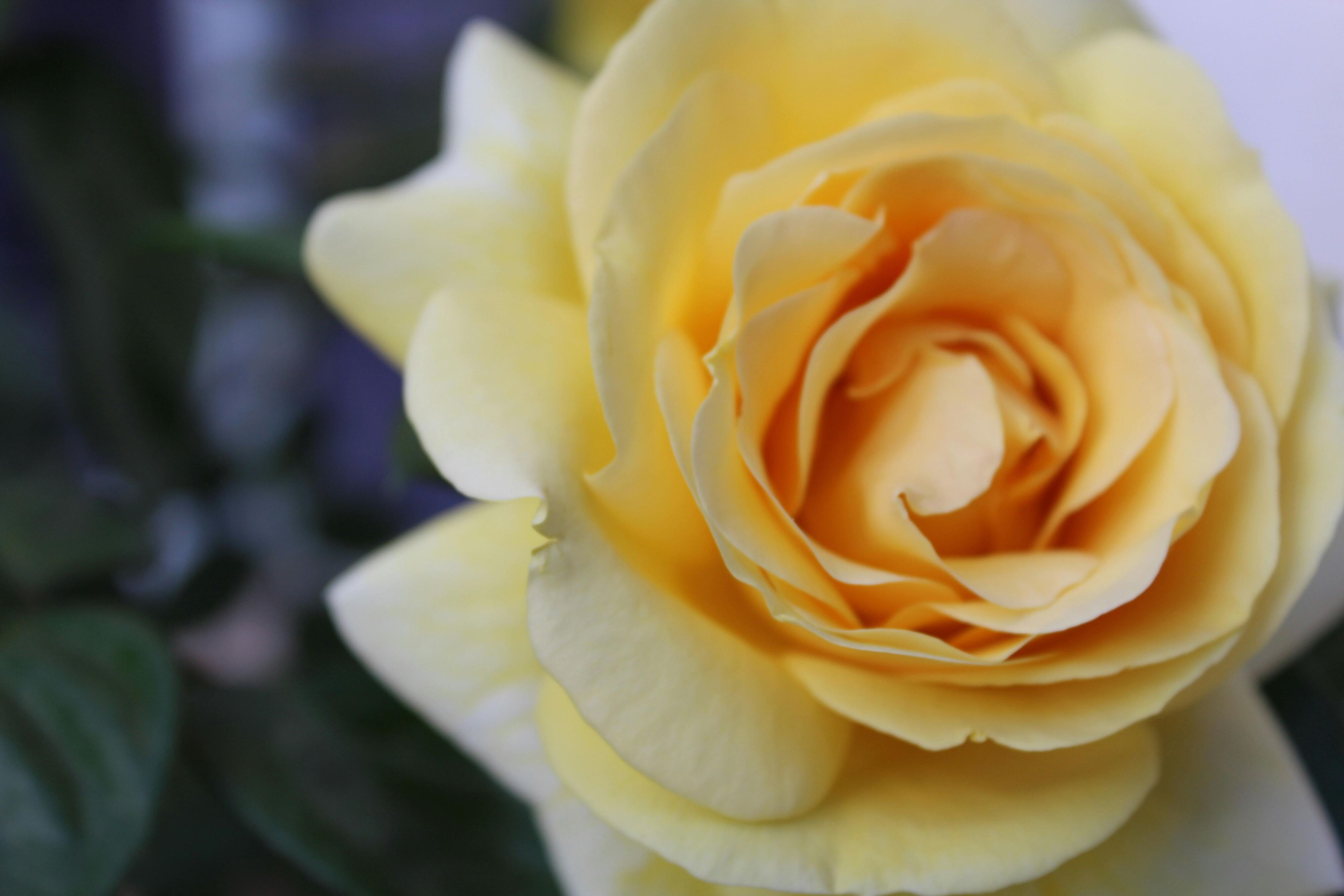 Yellow rose