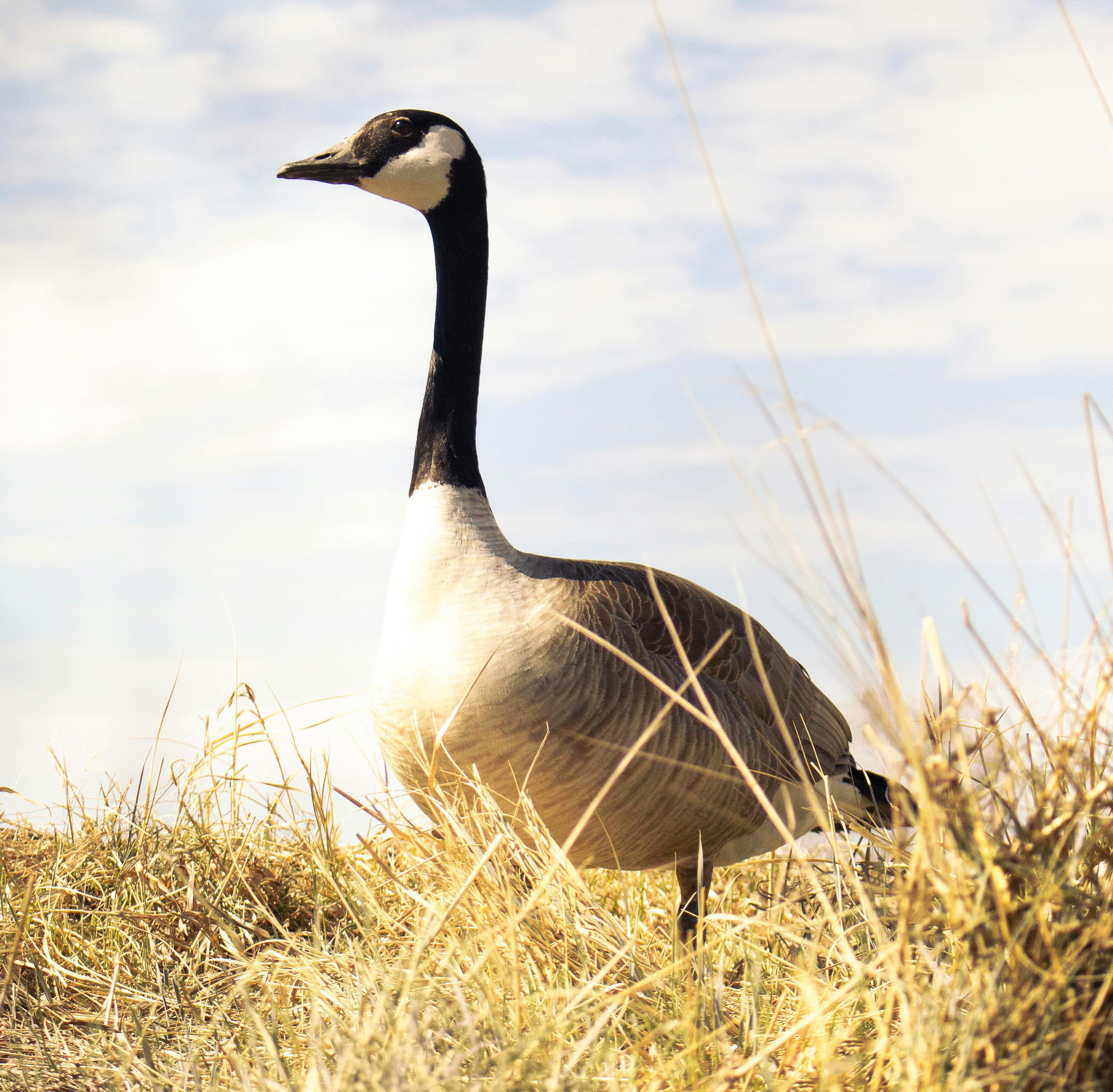 Noble goose looking into the distance